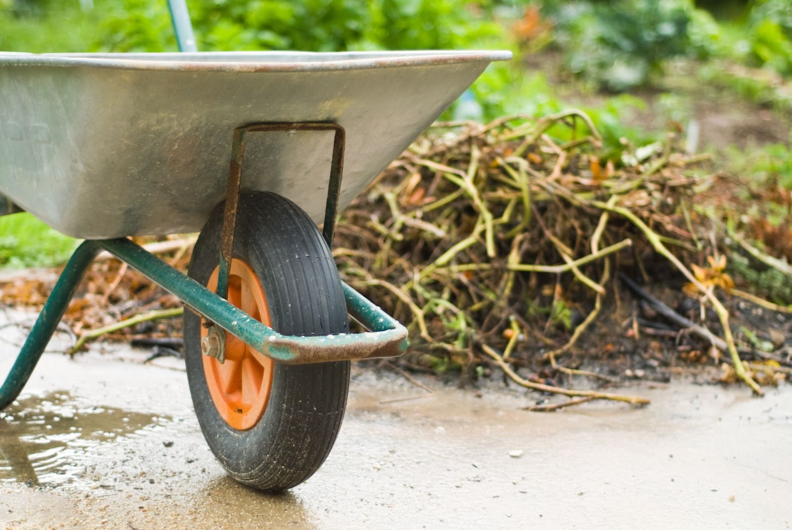 What NOT to Put in With Your Yard Waste - SCARCE