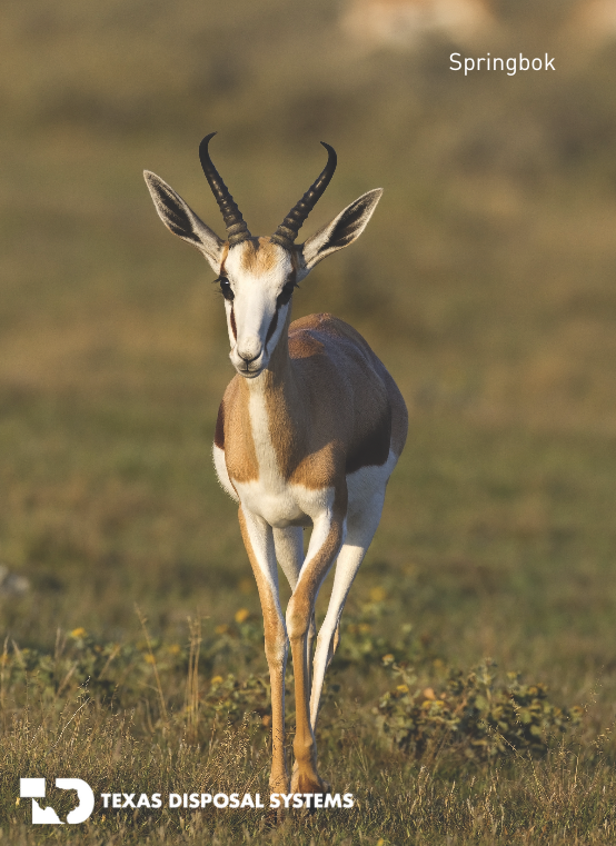Springbok at Texas Disposal System's Exotic Wildlife Ranch