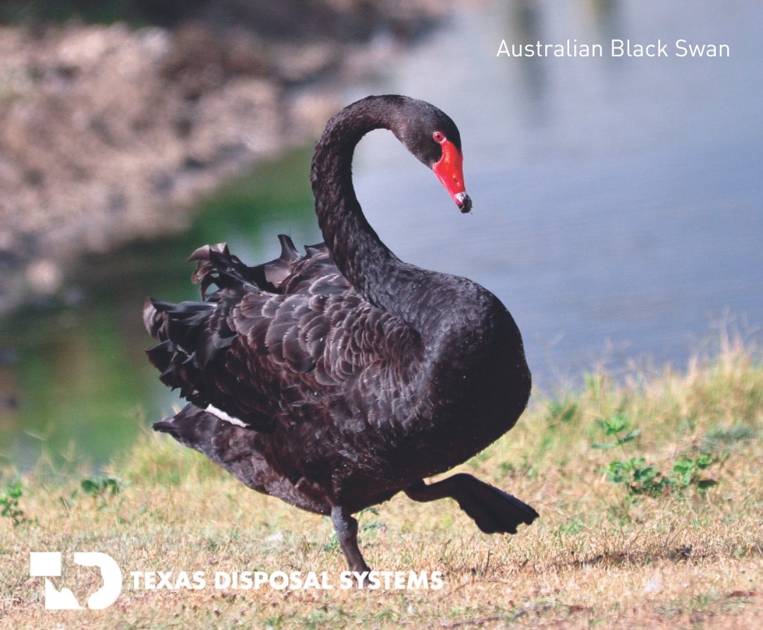 Australian black swan at TDS