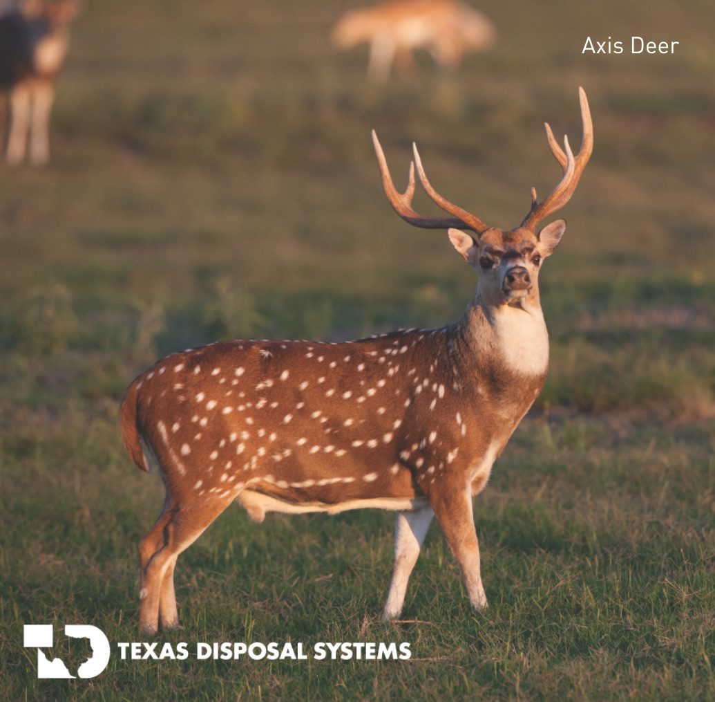 Axis deer at TDS