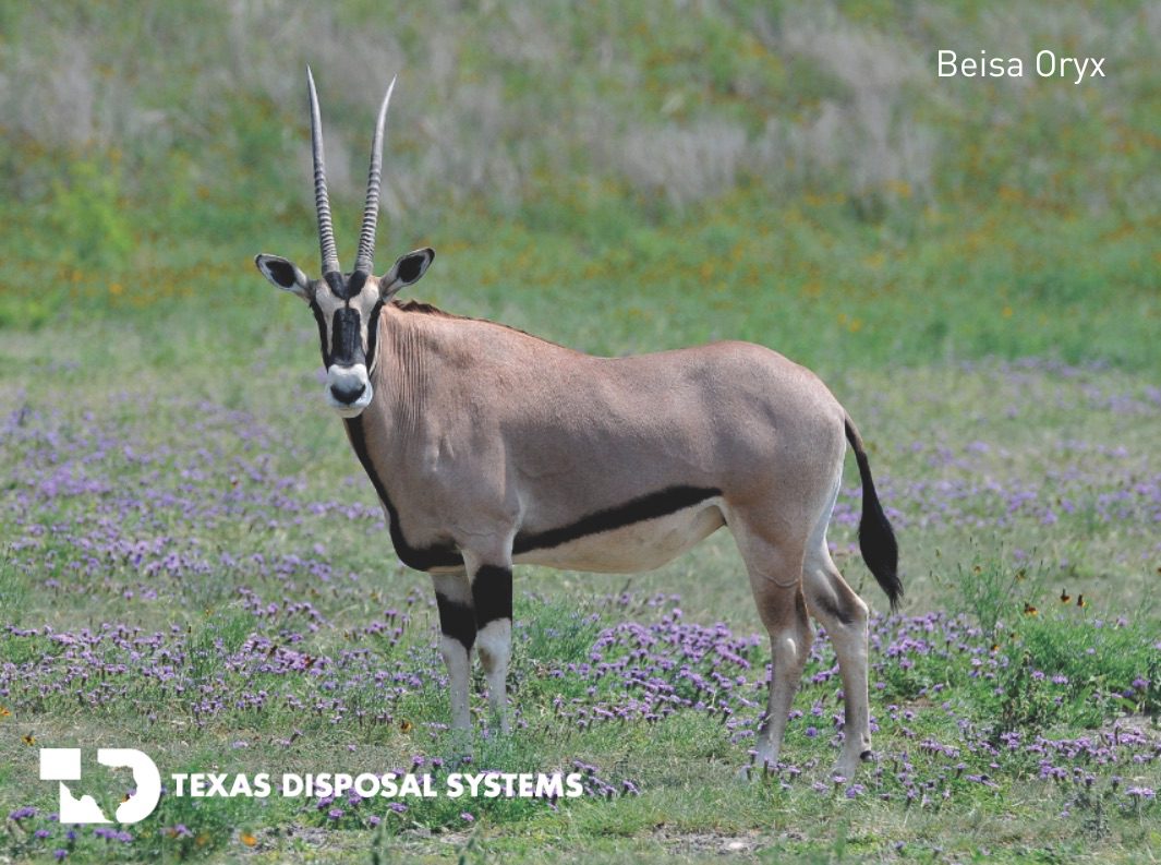 Beisa Oryx at TDS