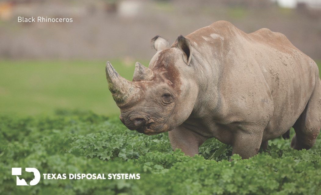 Black rhinoceros at TDS