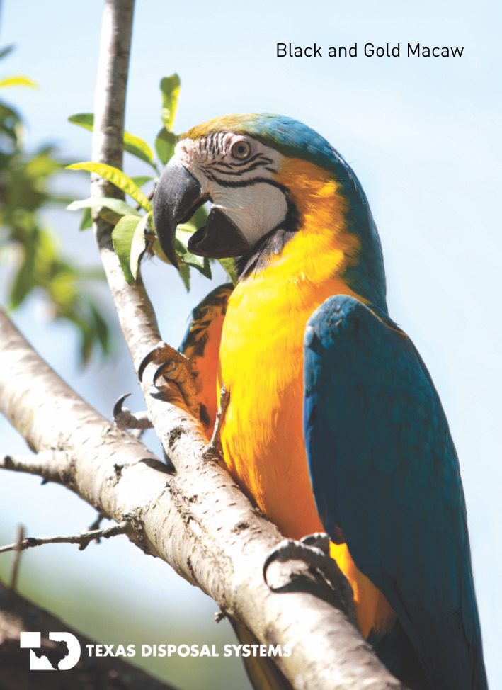 Black and gold macaw at TDS
