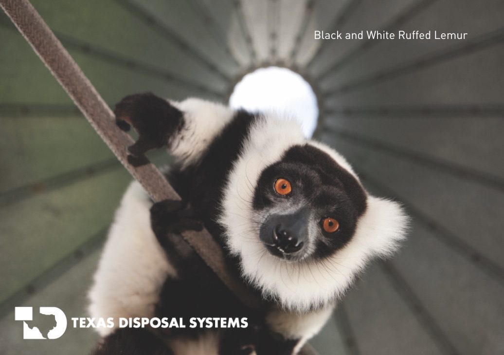 Black and white ruffed lemur at TDS