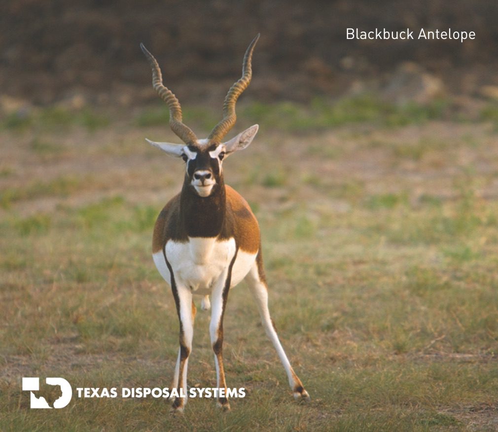 Blackbuck antelope at TDS