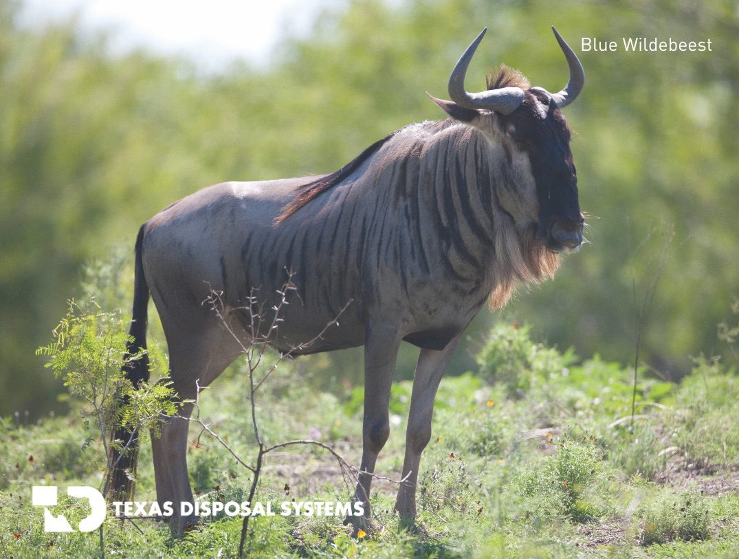 Blue wildebeest at TDS