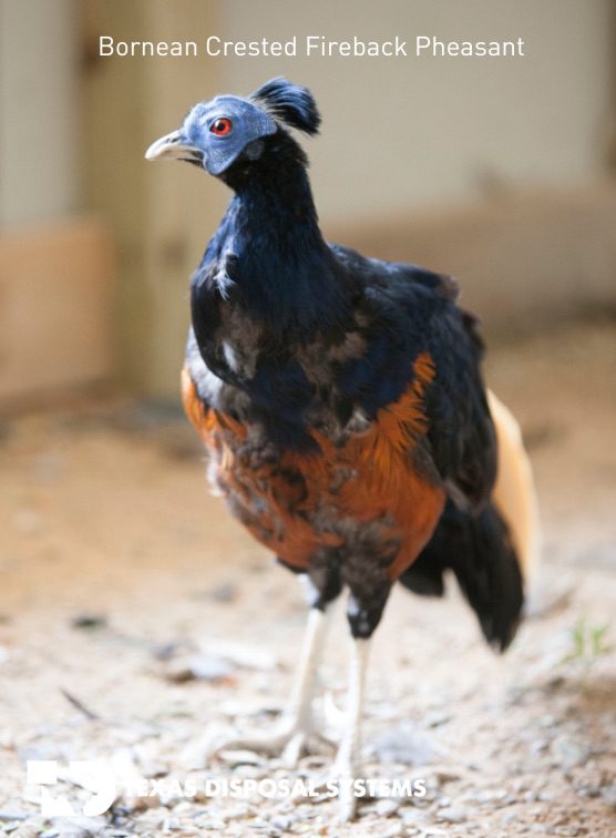 Bornean crested fireback pheasant at TDS