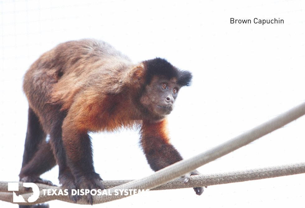 Brown capuchin at TDS