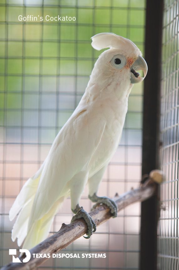 Goffin's cockatoo at TDS