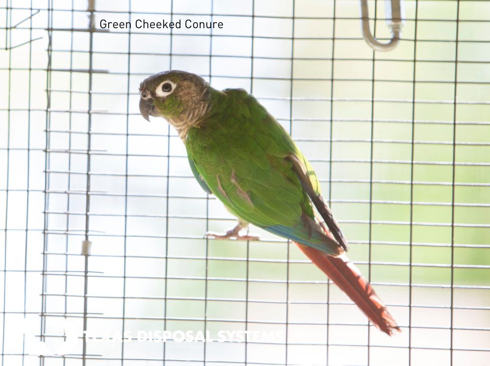 Green cheeked conure at TDS