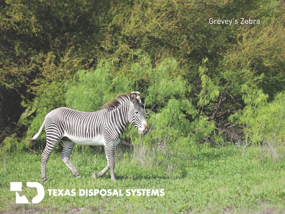 Grevey's Zebra at TDS