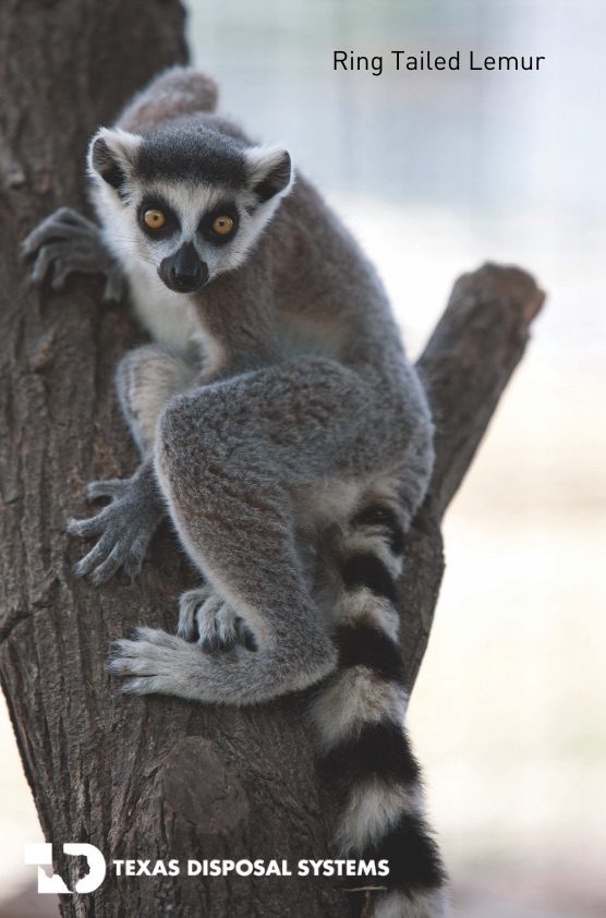 ring tailed lemur at TDS