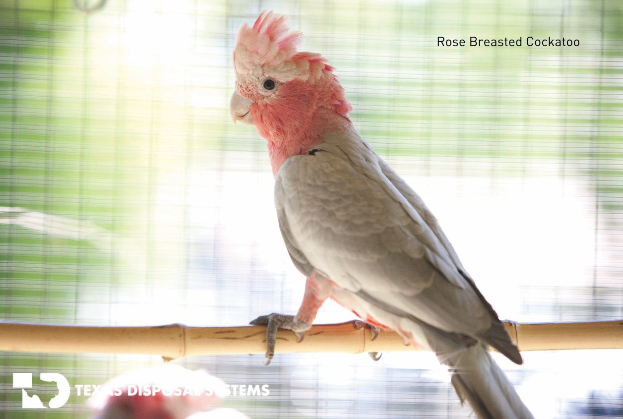 rose breasted cockatoo at TDS