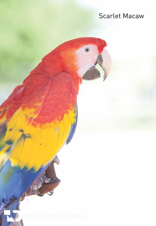 scarlet macaw at TDS