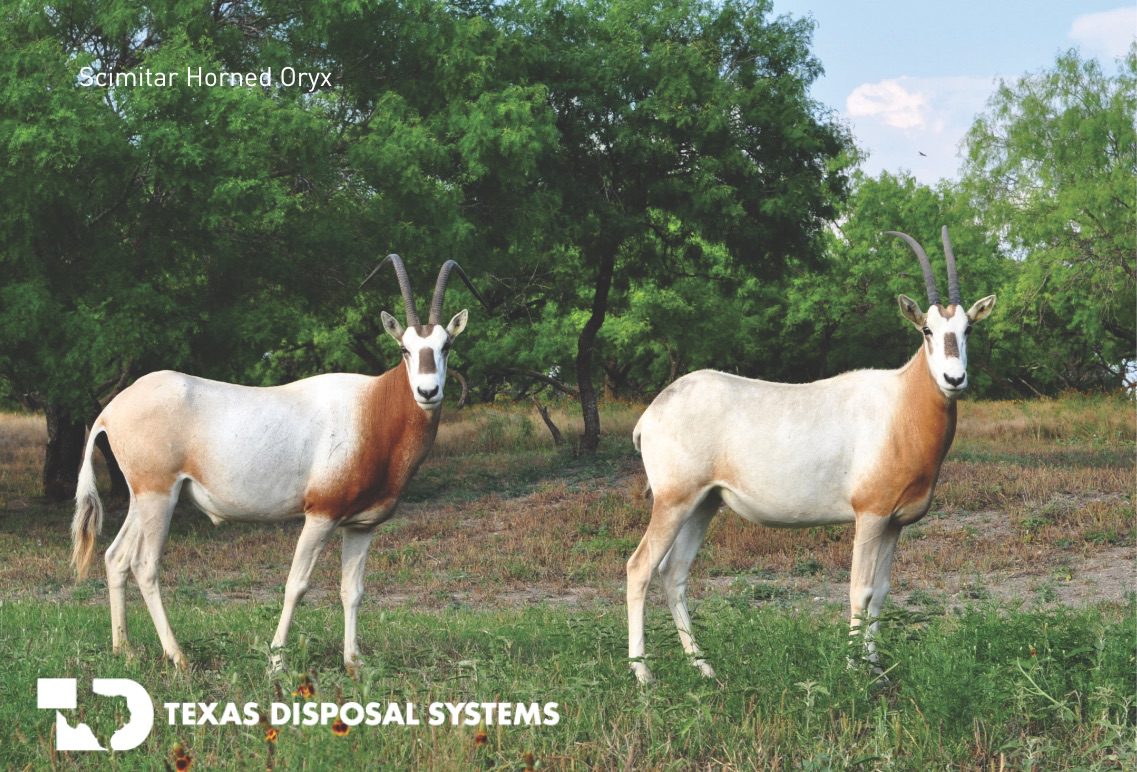 scimitar horned oryx at TDS