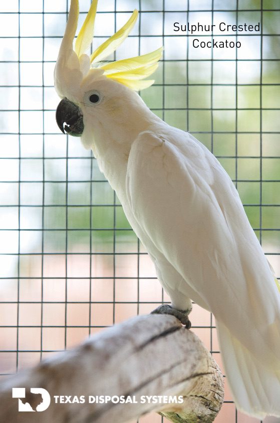 sulphur crested cockatoo at TDS