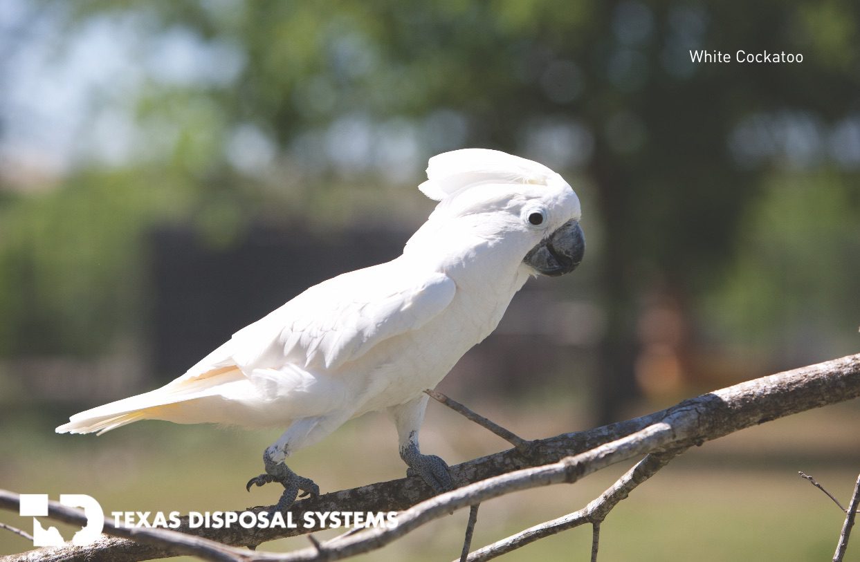 white cockatoo at TDS