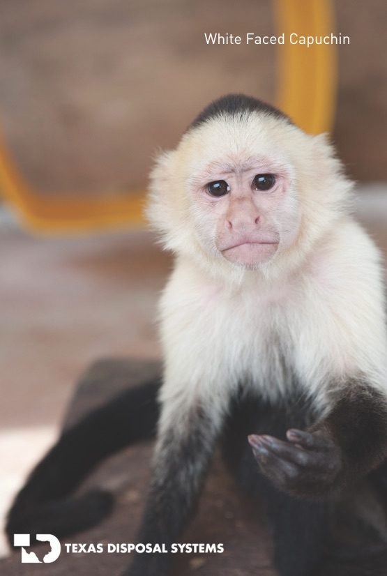 white faced capuchin at TDS